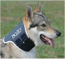 BALTO DOG NECK COLLARE RIGIDO TAGLIA XL
