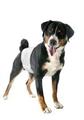 CAMON PANNOLINI A FASCIA PER CANI MASCHI MISURA 3