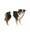 TX PANNOLINI A FASCIA CANI MASCHI TG S–M