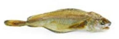 MERLANO ESSICCATO
