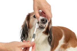 TRIXIE SPAZZOLINO A 3 TESTE CM 18